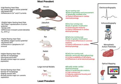 Basic Research Approaches to Evaluate Cardiac Arrhythmia in Heart Failure and Beyond